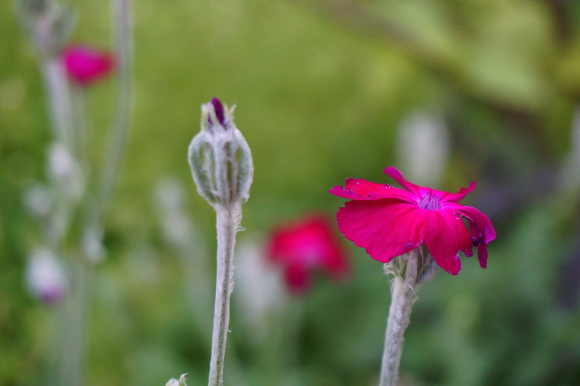 Lychnis coronaria ‘Atrosanguinea’ (bársonyos kakukkszegfű)