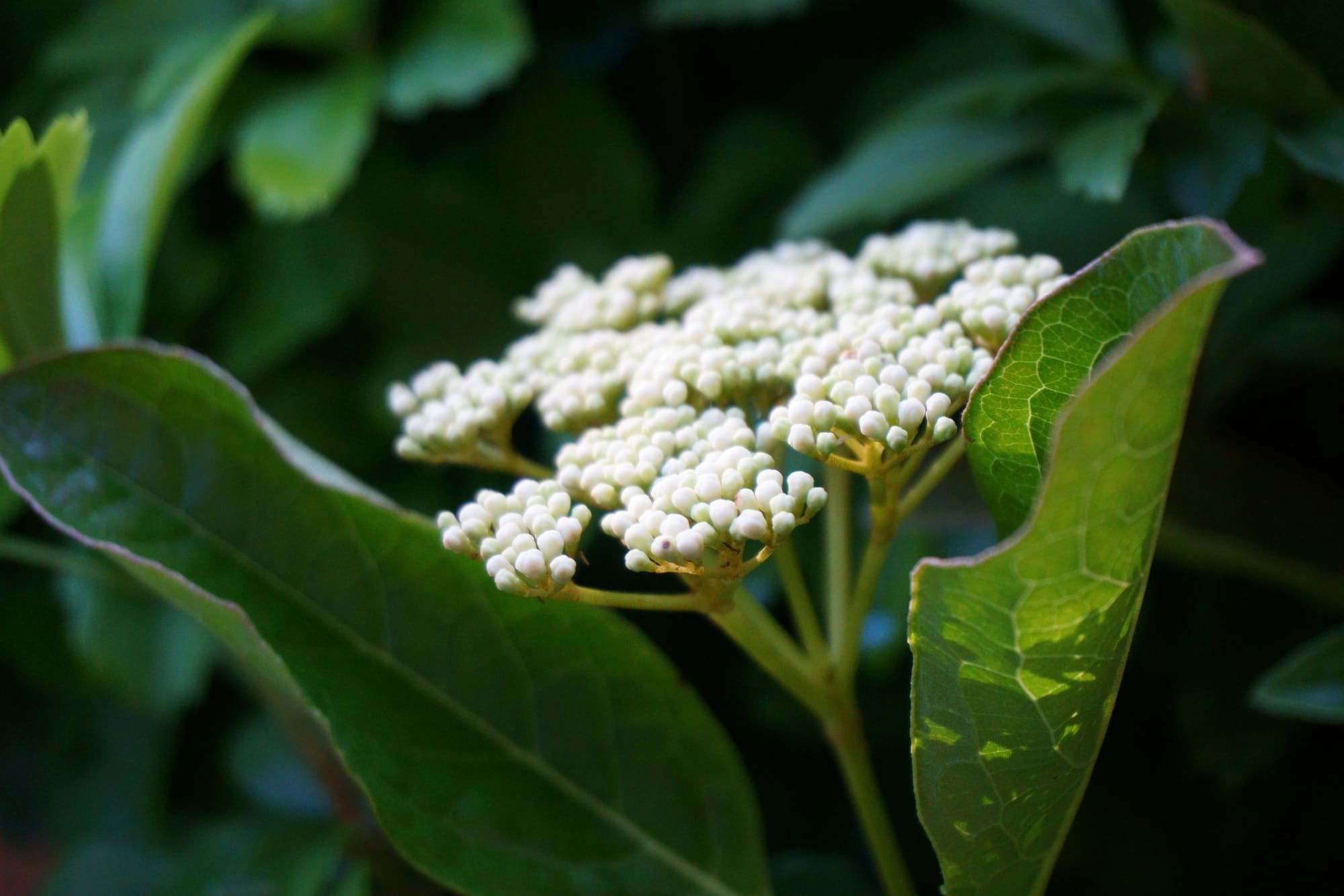 Viburnum nudum "Pink Beauty "