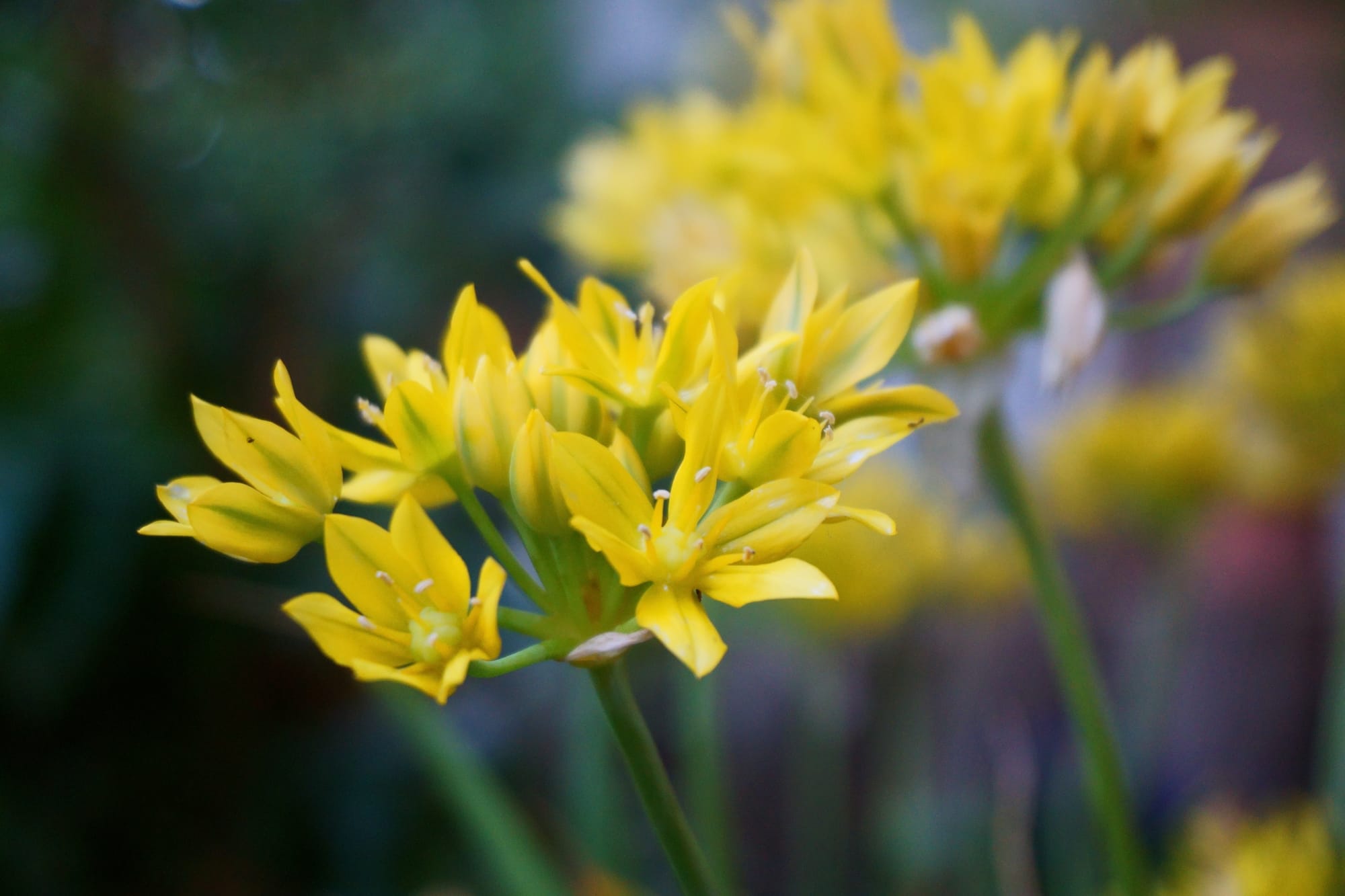 Allium moly "Jeannine"  (aranysárga díszhagyma)