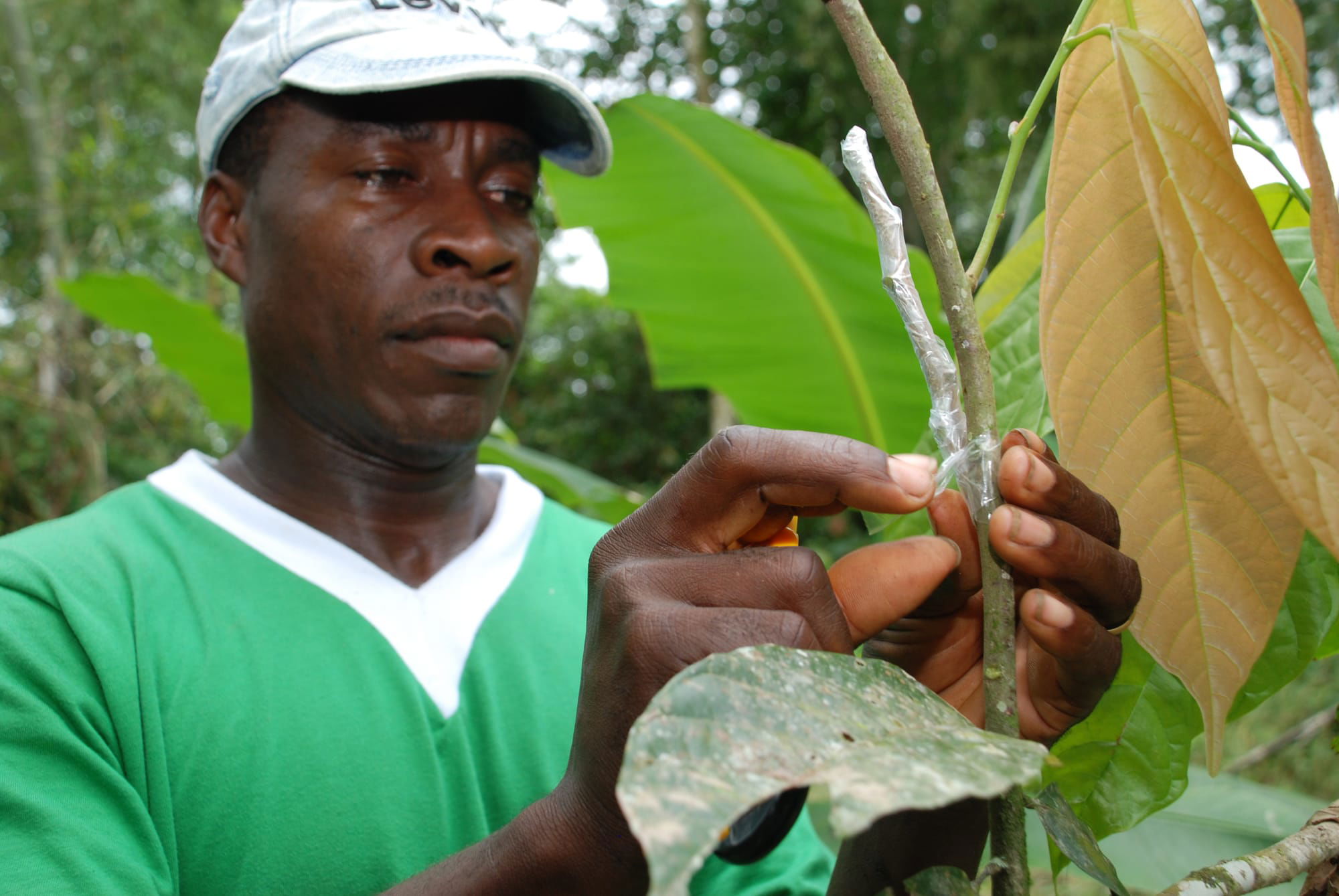 INJERTACIÓN PLANTAS DE CACAO