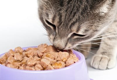 Factors to Consider When Buying Nutritional Supplements for Pets
