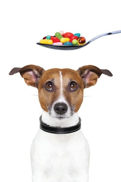 The Easy Guide to Choosing the Best Nutritional Supplements for Your Pets image