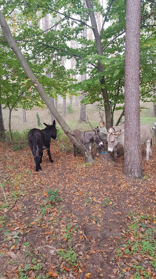 Eselsafari im Kalksandkiefernwald bei Pfungstadt/Seeheim Jungenheim/Bickenbach image