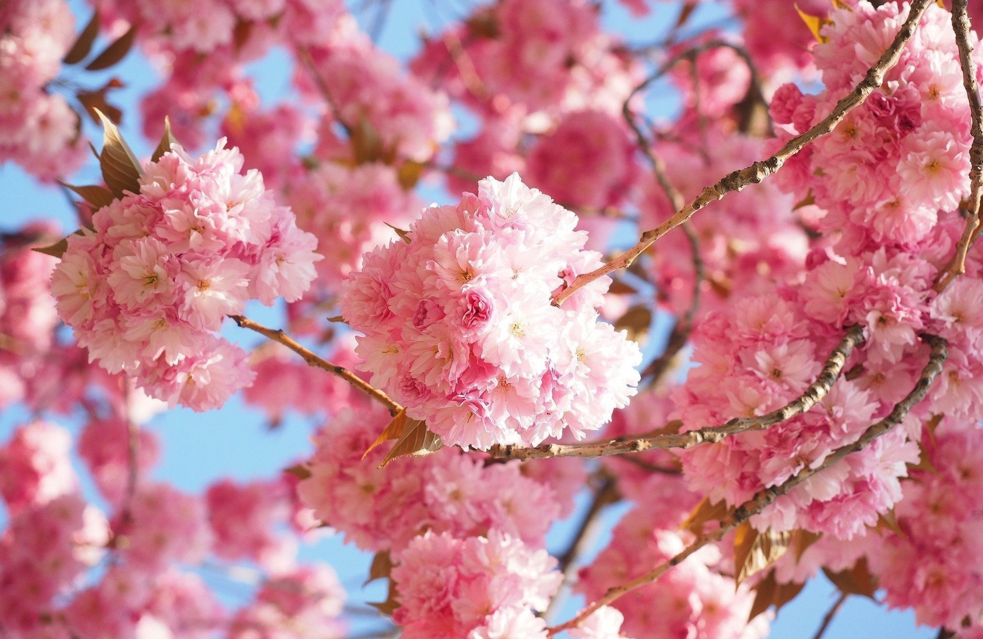 FINALMENTE LA PRIMAVERA