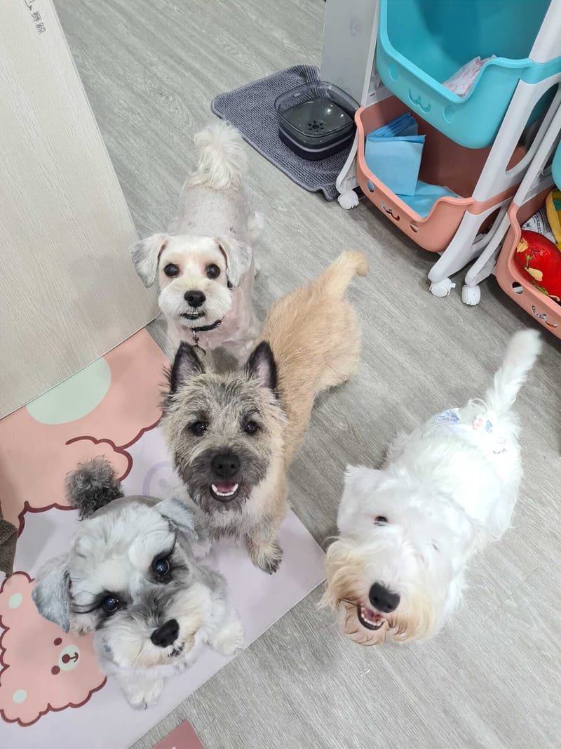 POOCH'S PLAY GROUP