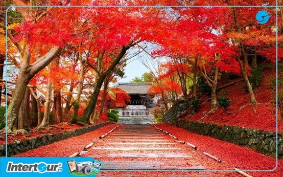 Những địa điểm du lịch mùa lá đỏ Nhật Bản đẹp nhất