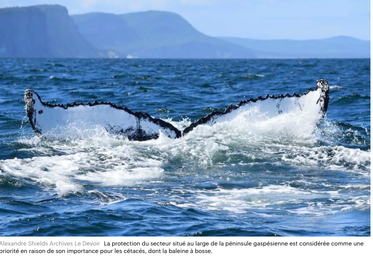 Le 8 mars 2023 - Une «feuille de route» pour bonifier la protection du Saint-Laurent