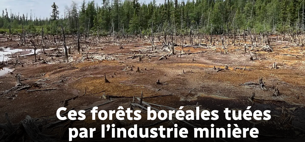 Le 20 août 2023 - Ces forêts boréales tuées par l'industrie minière
