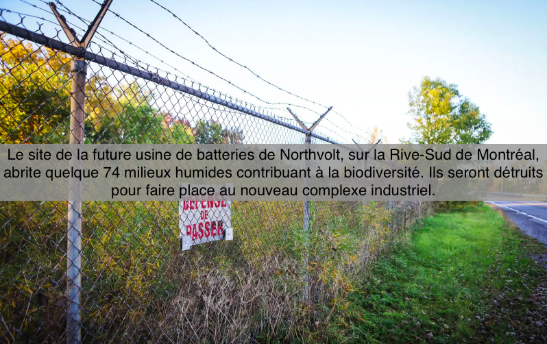 le 16 -17 novembre 2023 -Un total de 74 milieux humides sur le site de Northvolt - Copier