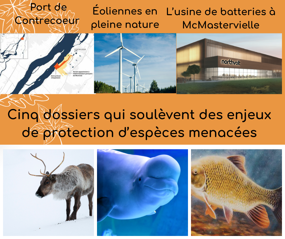 Le 19 décembre 2023 - Cinq dossiers qui soulèvent des enjeux de protection d’espèces menacées - Copier