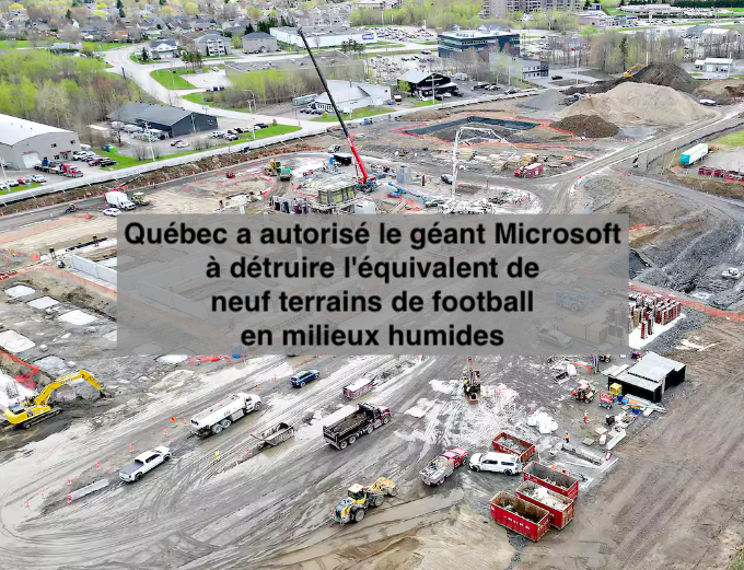 Le 21 mai 2024 - Québec a autorisé le géant Microsoft à détruire l'équivalent de neuf terrains de football en milieux humides. C'est plus que ce que Northvolt a détruit jusqu'à présent pour son usine de batteries