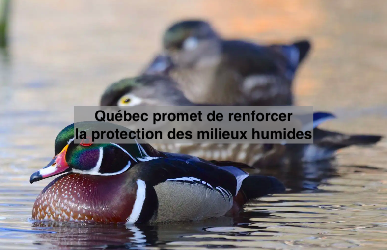 Le 23 mai 2023 - Québec promet de renforcer la protection des milieux humides