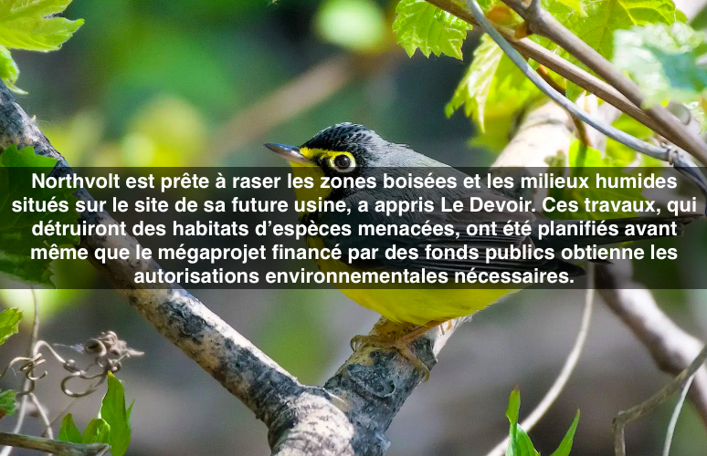 Le premier novembre 2023 Northvolt prête à raser les milieux naturels