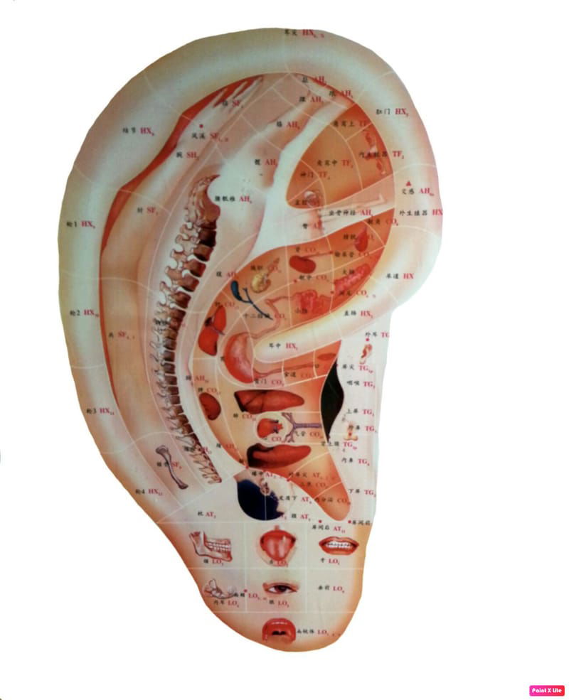 AURICULAR ACUPUNCTURE