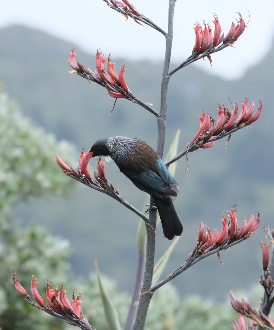 Birds of Oruawharo