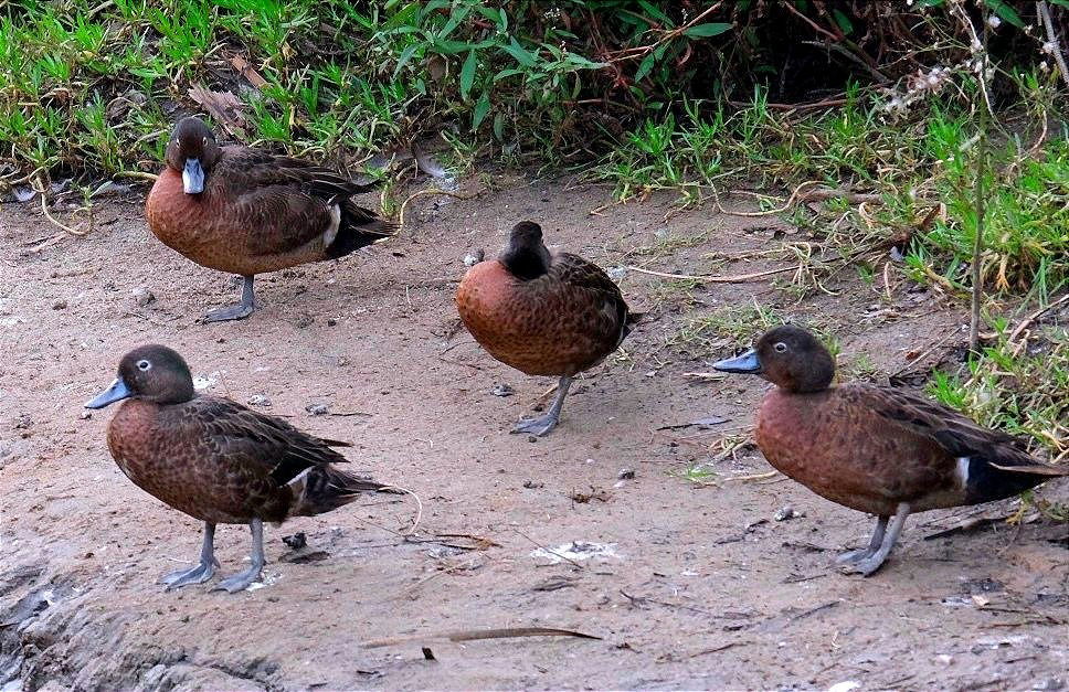 Pāteke in breeding plumage