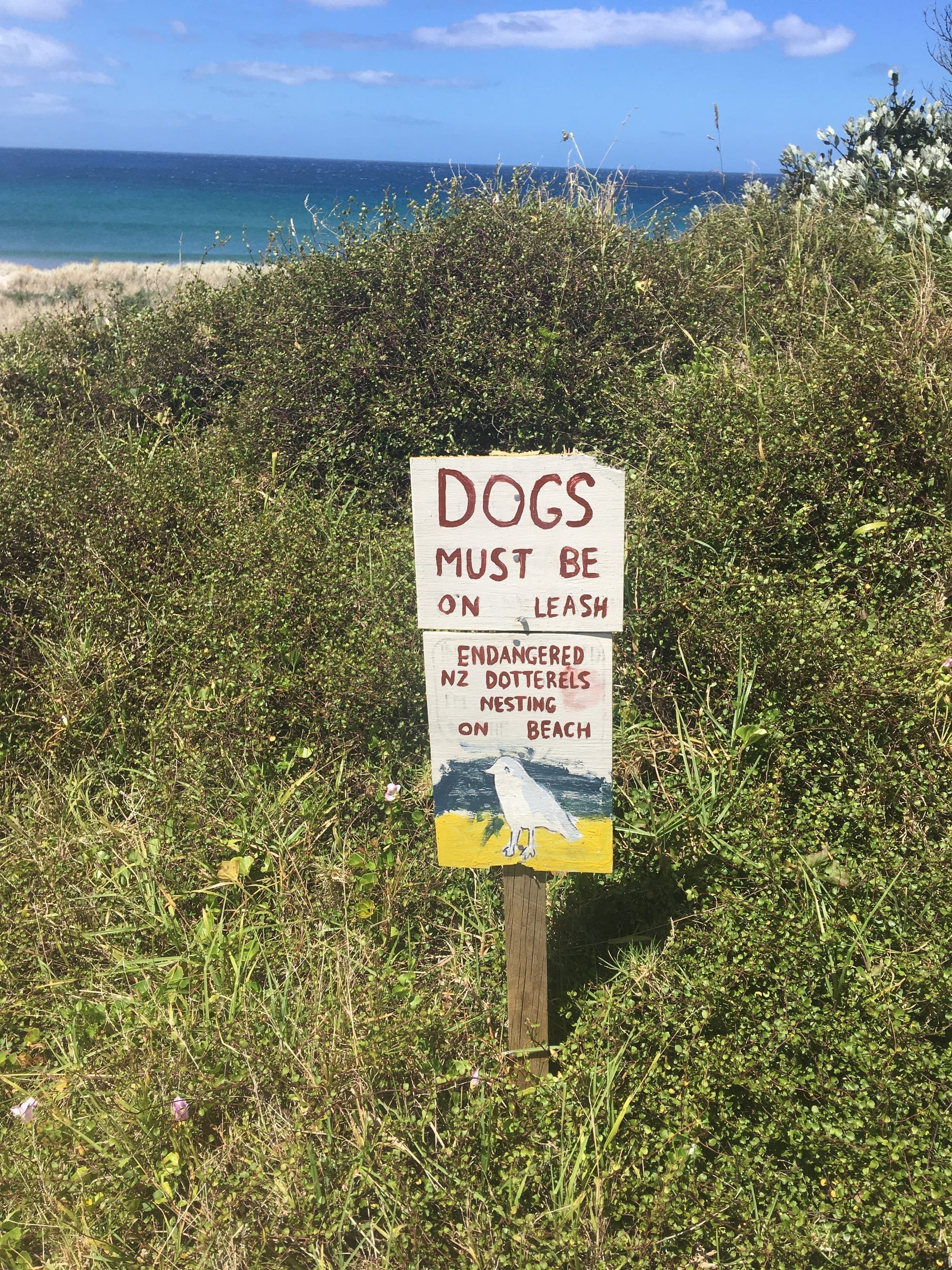 Please observe the dog bylaws to help the beach birds