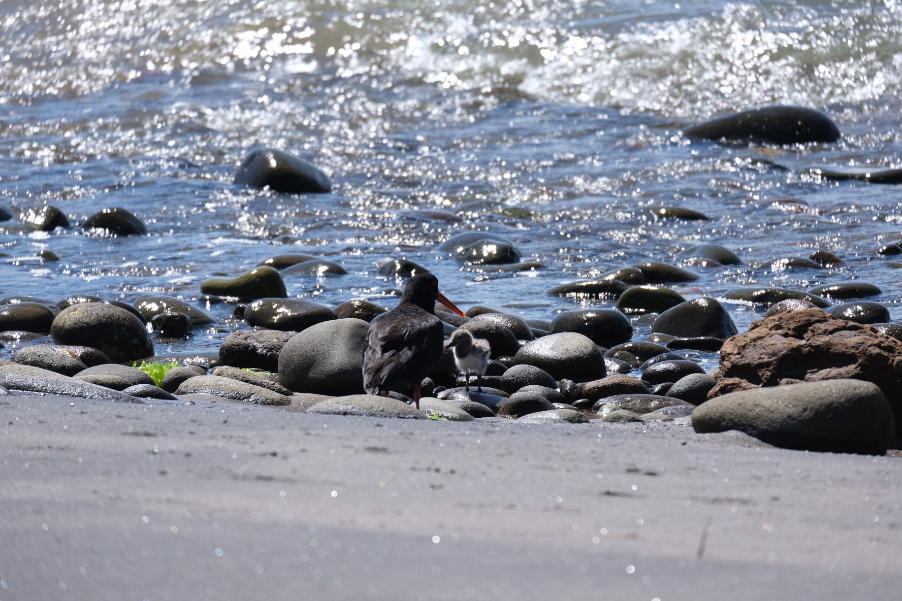 Variable oyster catcher and chick