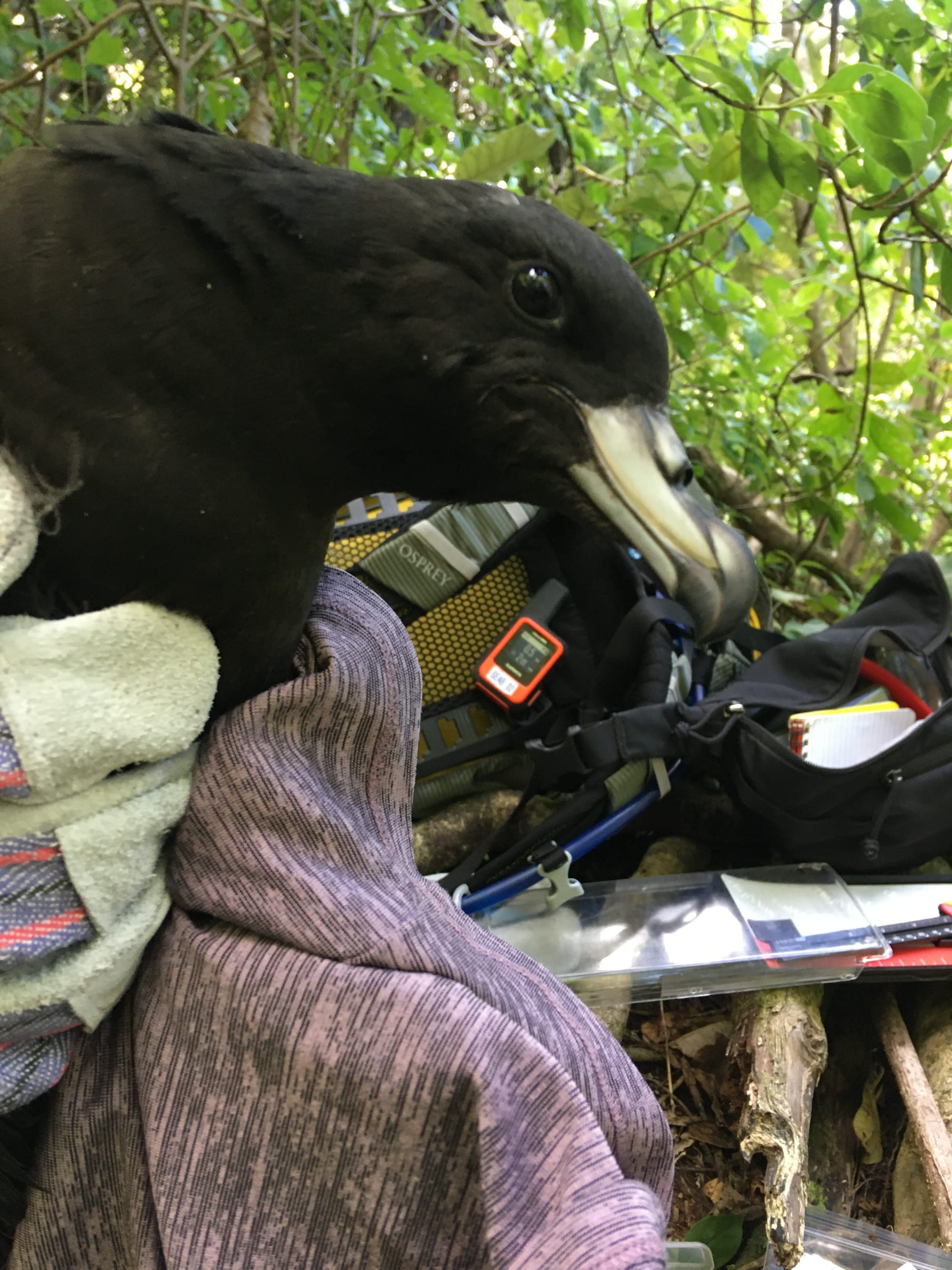 Black petrel chick, nearly ready to fledge