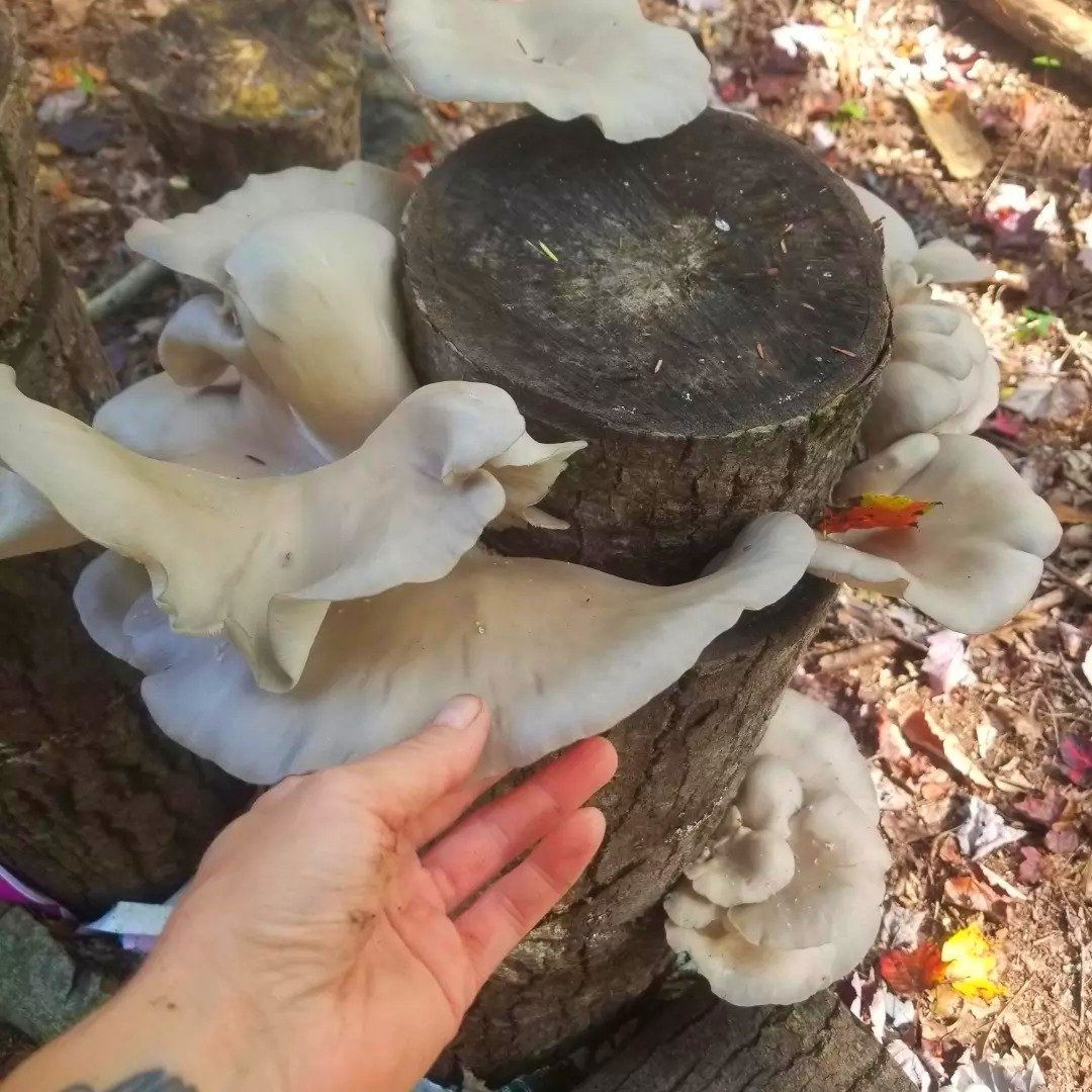 Mushroom Inoculation