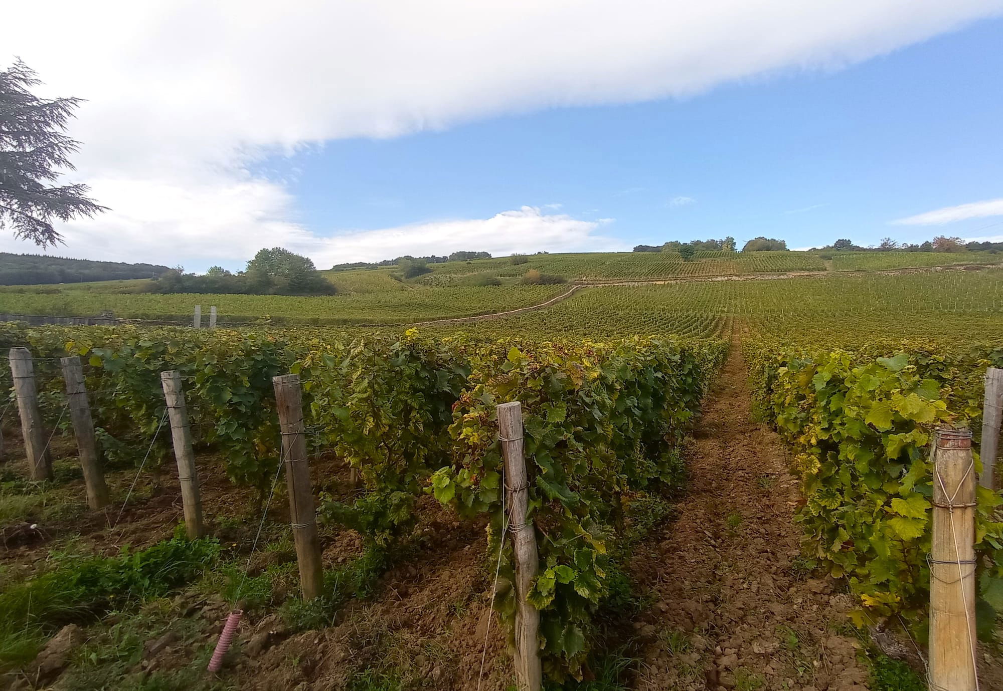 Les Climats de Bourgogne