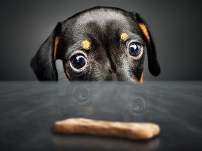Considerations You Should Make to See to it That You Have the Right Dog Treat image