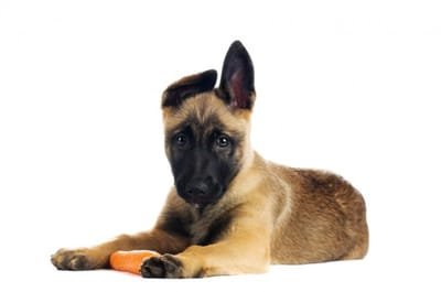 Important Tips To Consider When Selecting The Best Dog Treat image