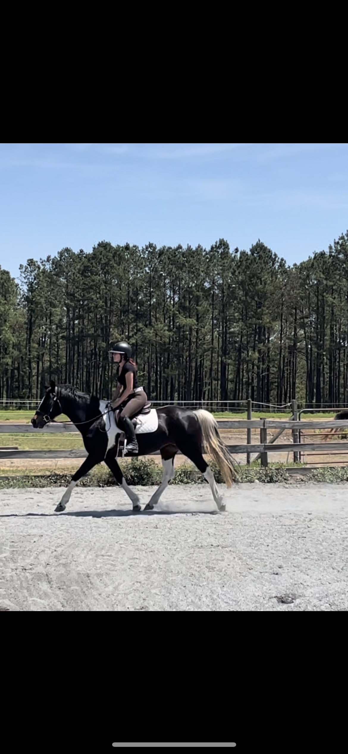 SOLD Pippy- 14 YEAR OLD OLDENBURG, IRS, PINTO PONY ELIGIBLE GREEN