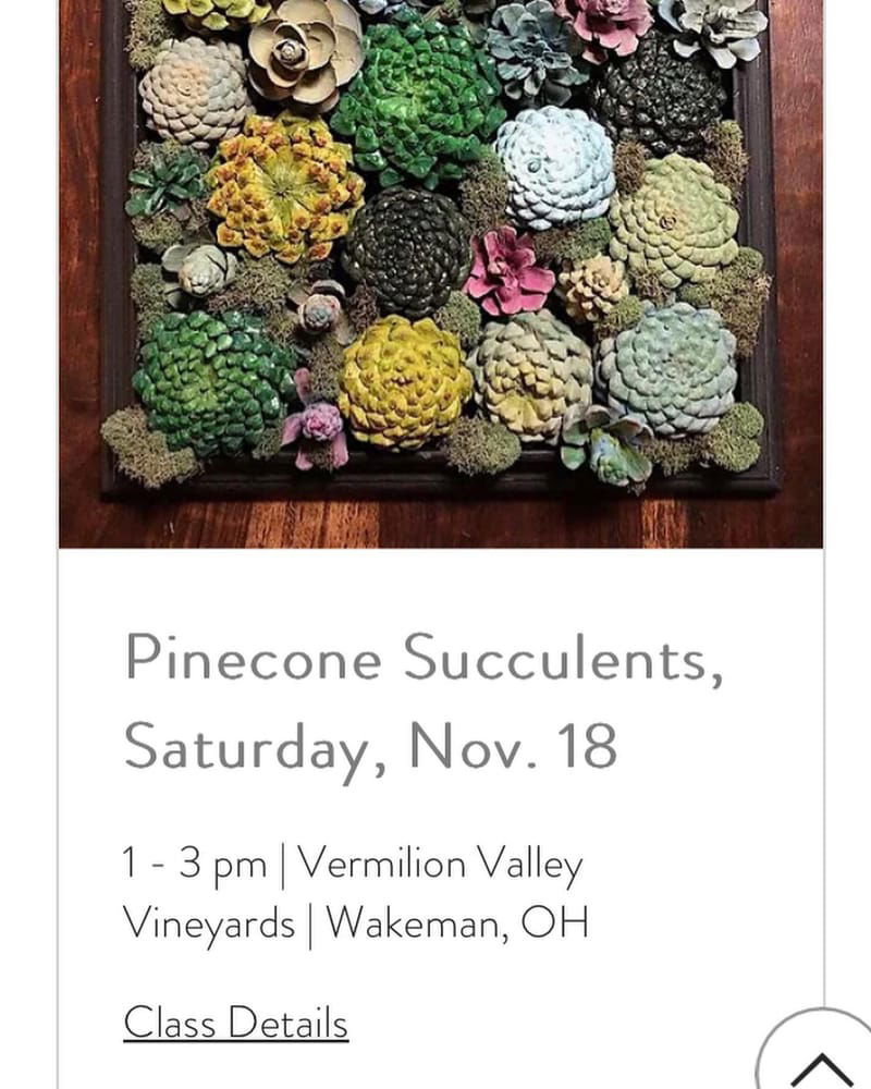 Pinecone Succulents