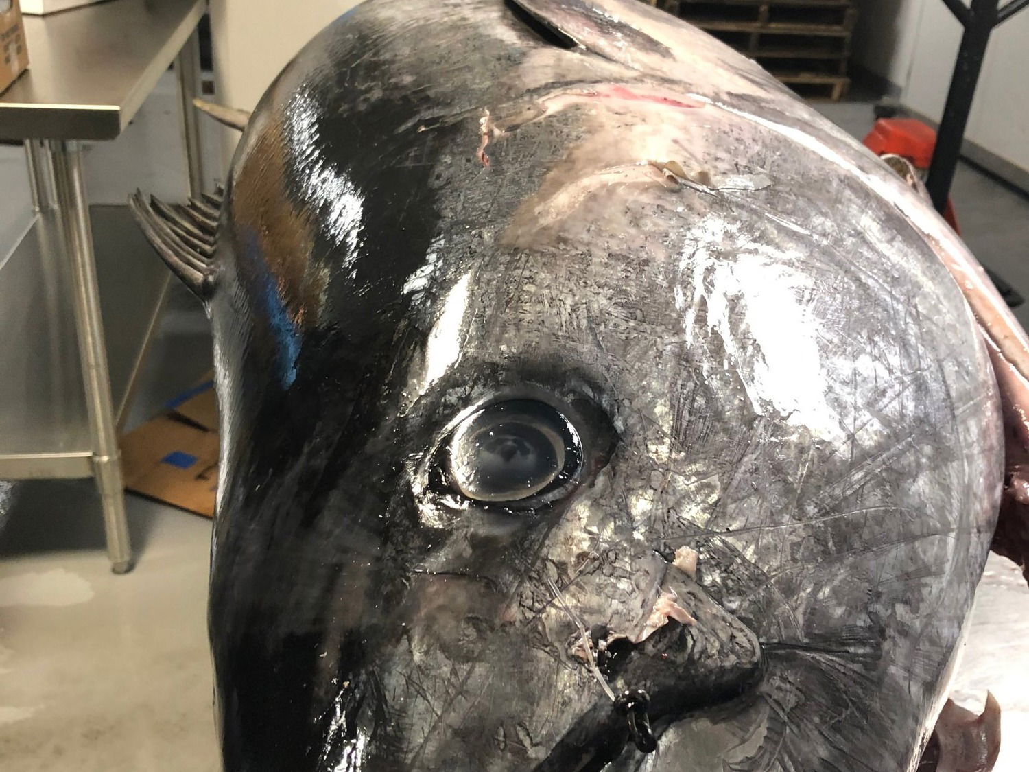 Tuna Eye Clarity, Prior to Butcher