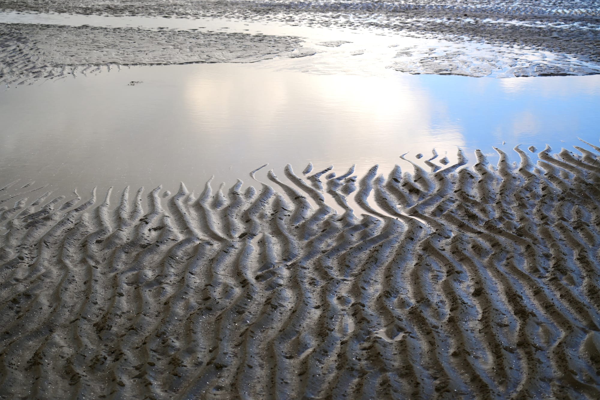 Dancing with Matisse (Tide Line)