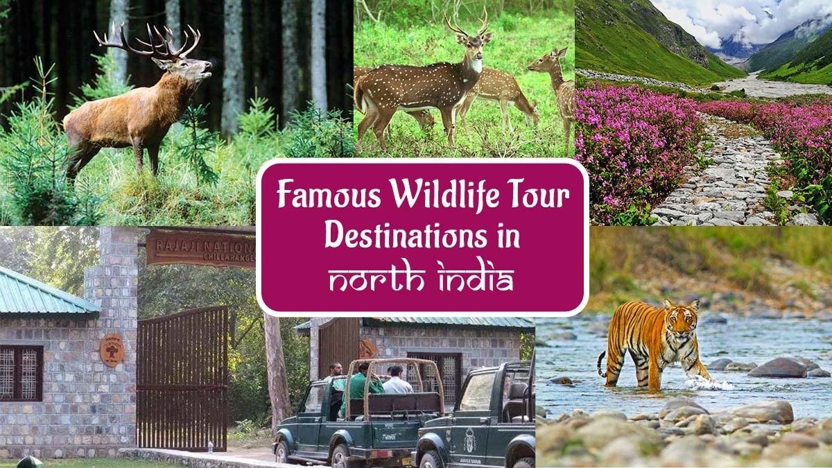 Famous Wildlife Tour Destinations in North India