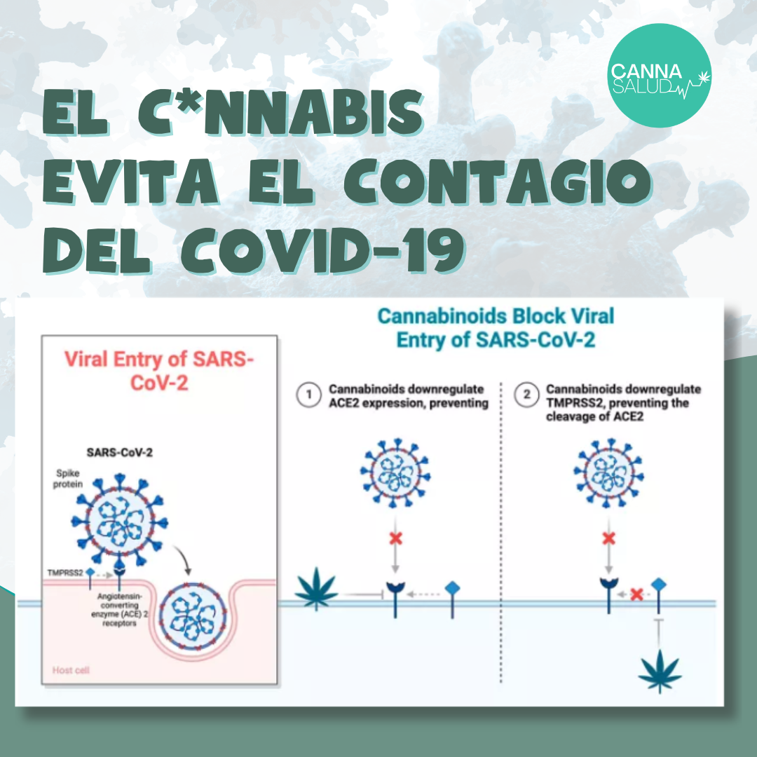 El cannabis evita el contagio del Covid-19