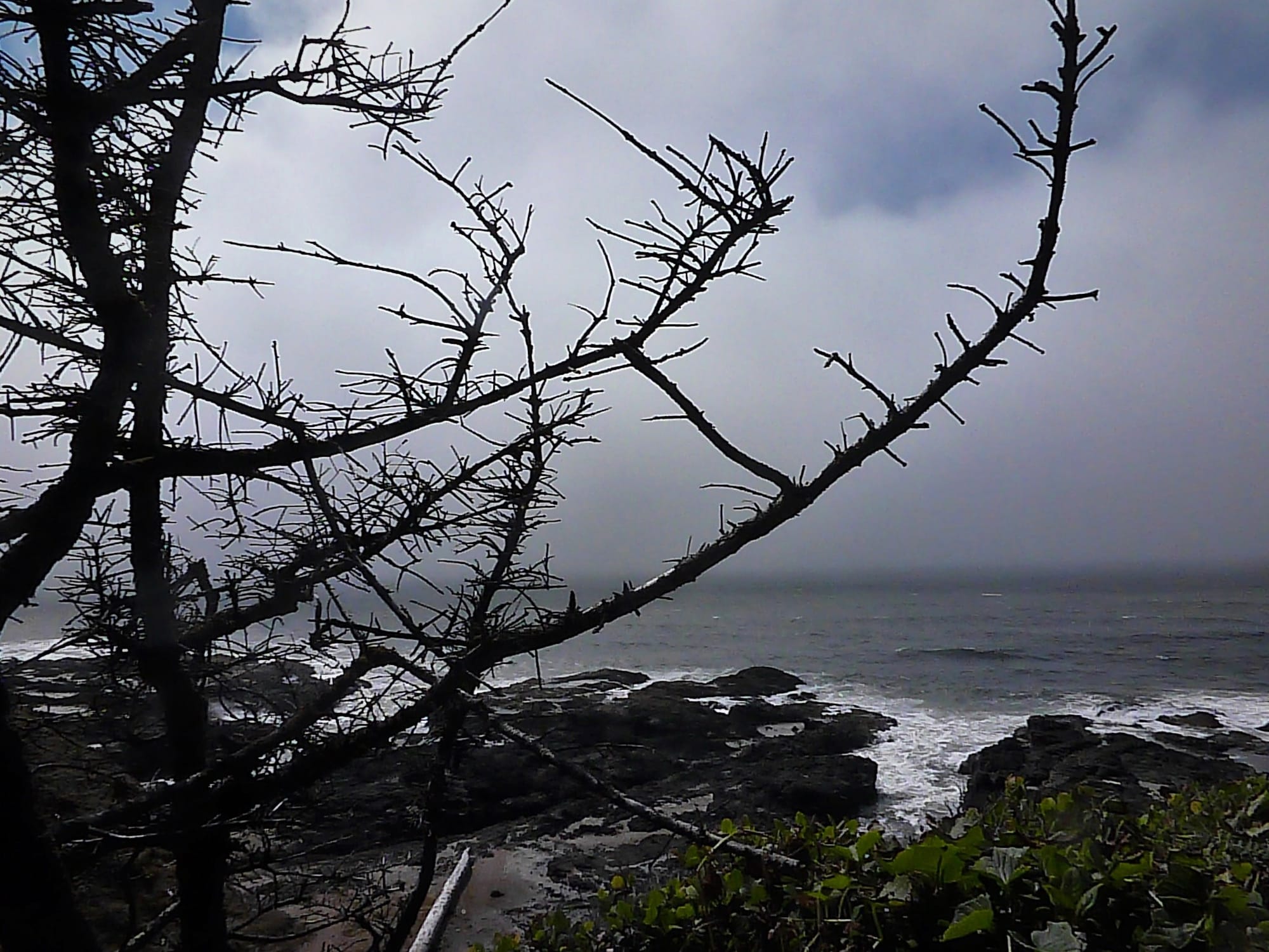Fog on Oahu's Coast
