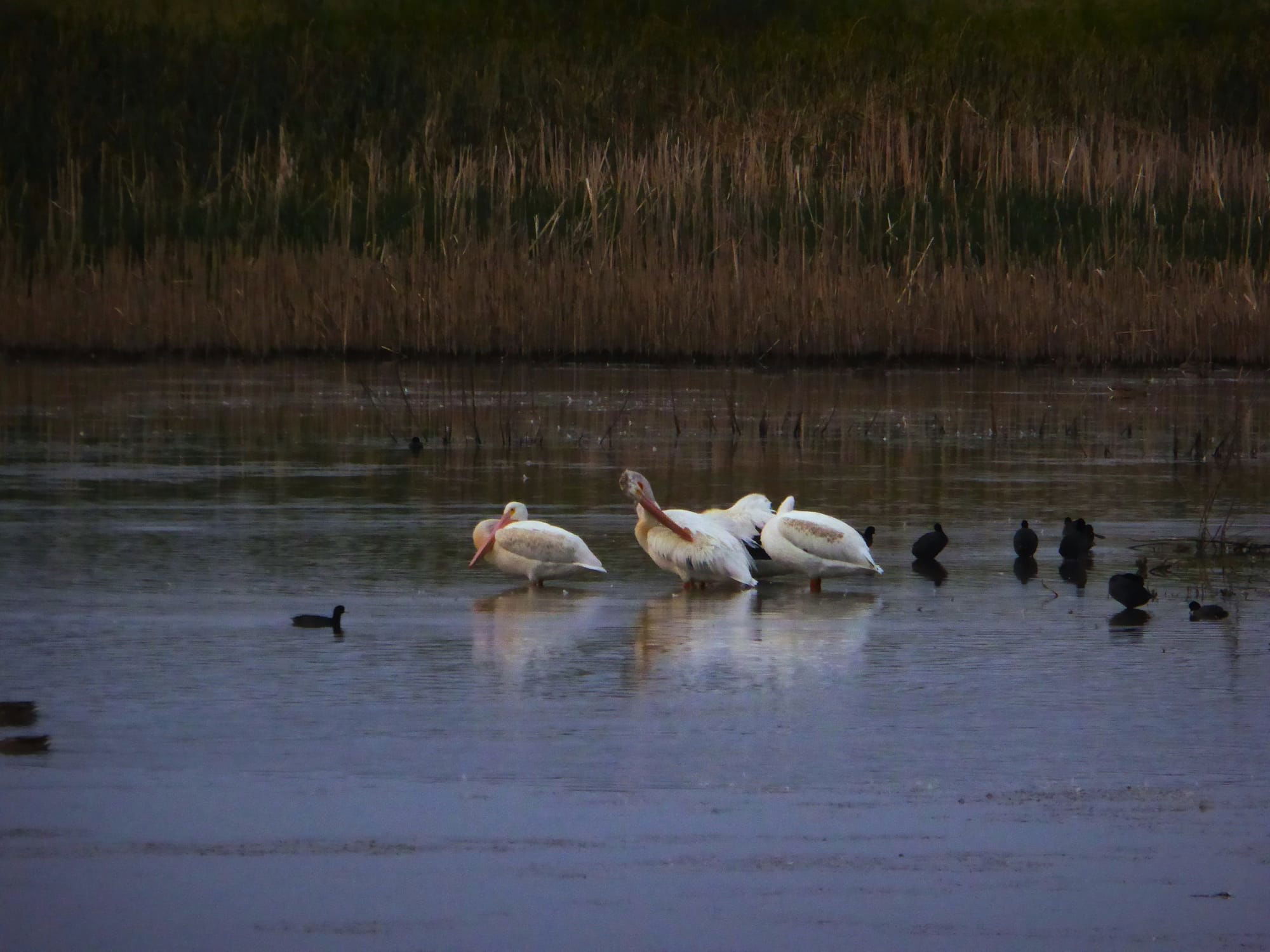 Pruning Pelicans