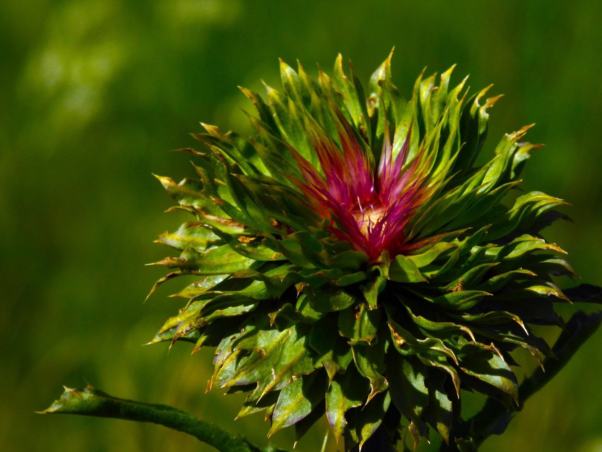 Fading Thistle