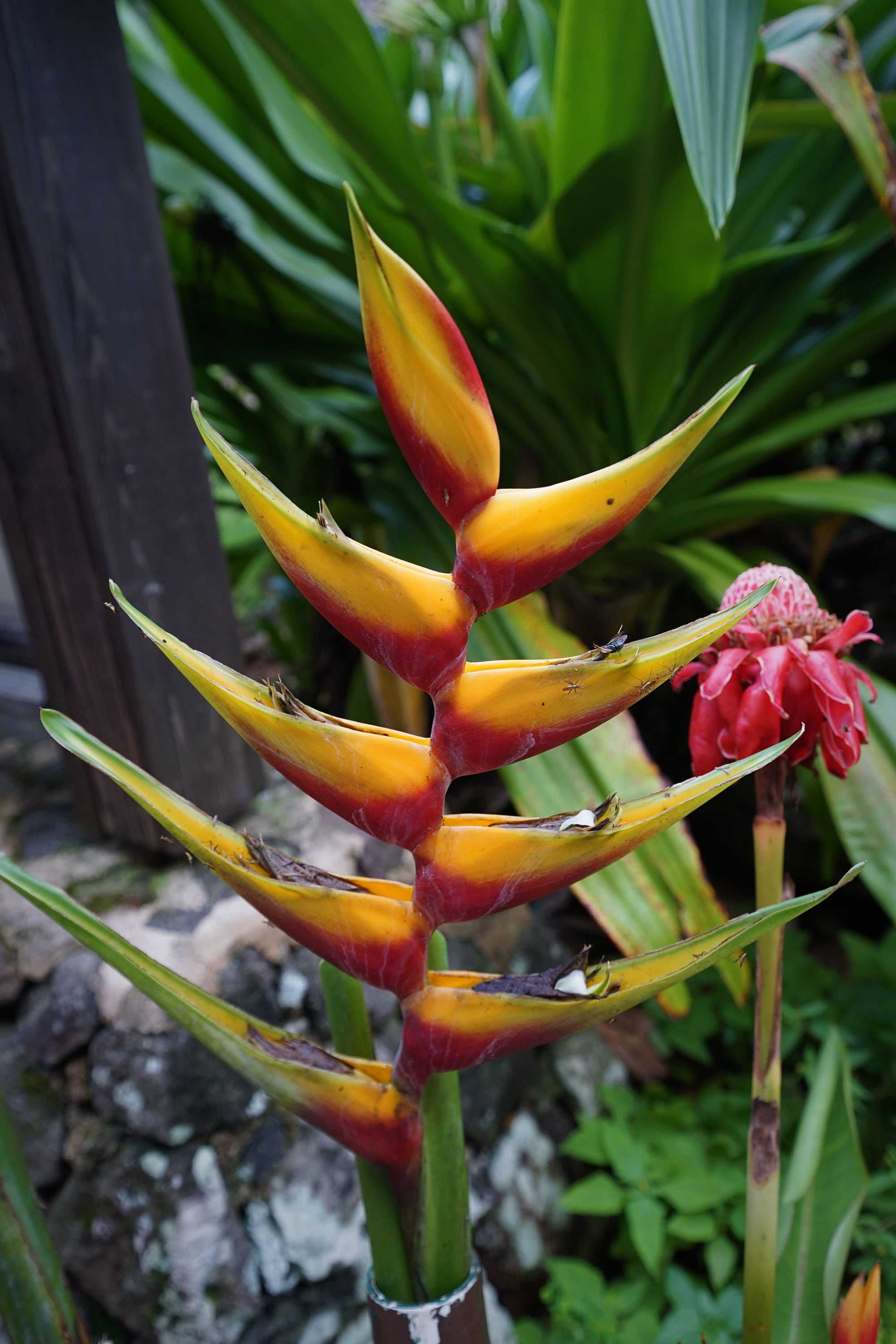 Bird of Paradise Oahu