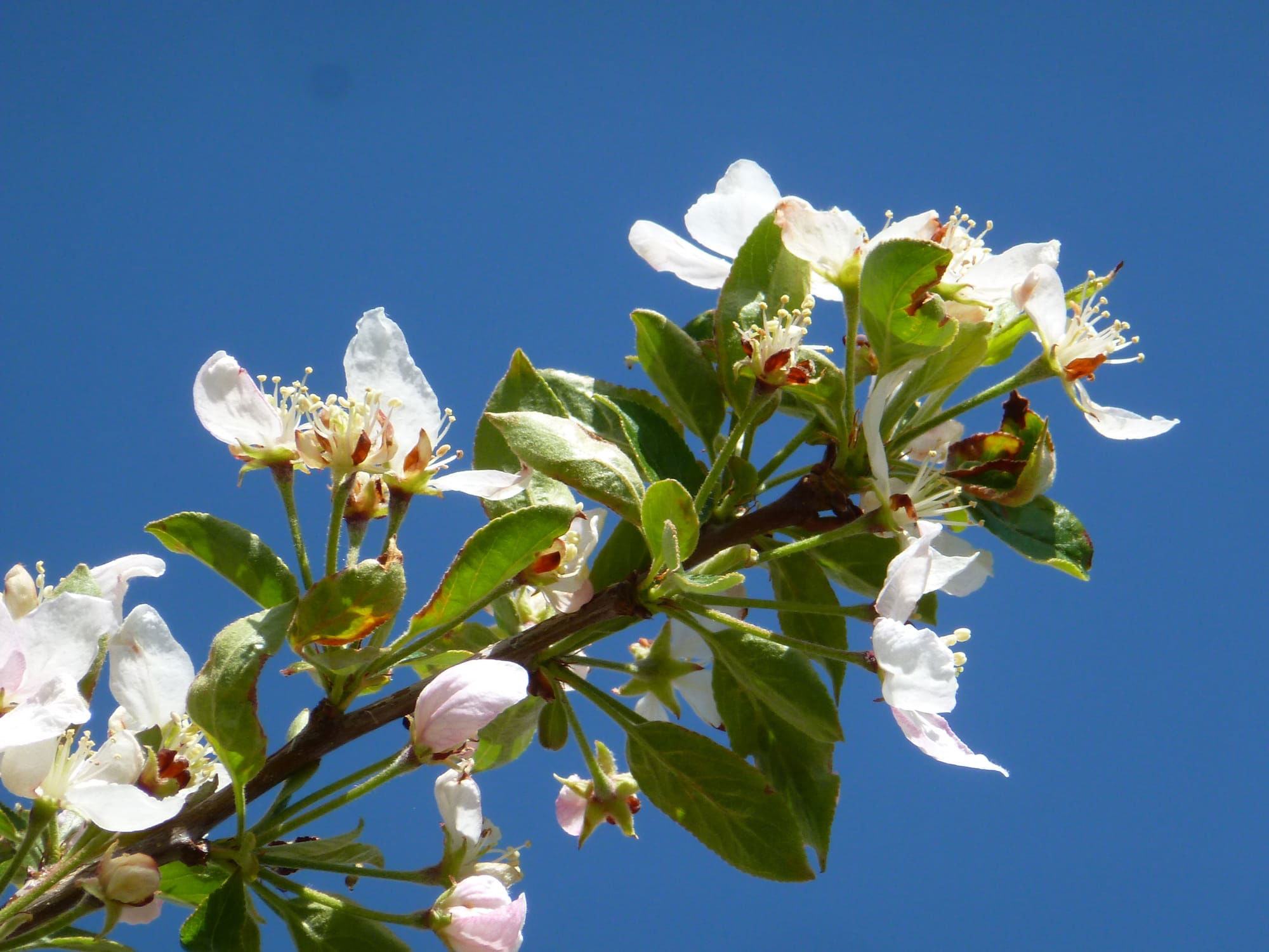 White In Spring