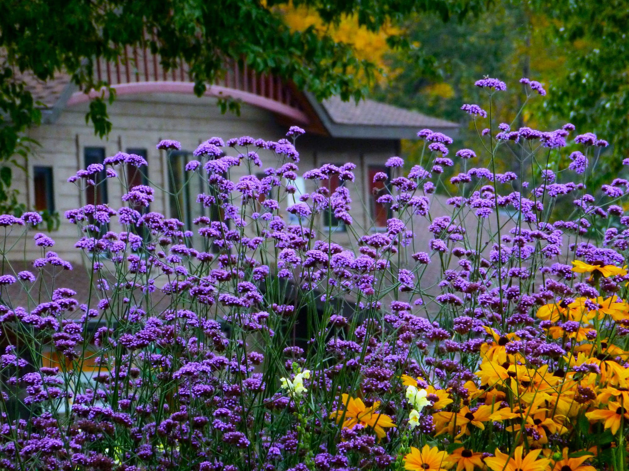 Mountain Lavendar