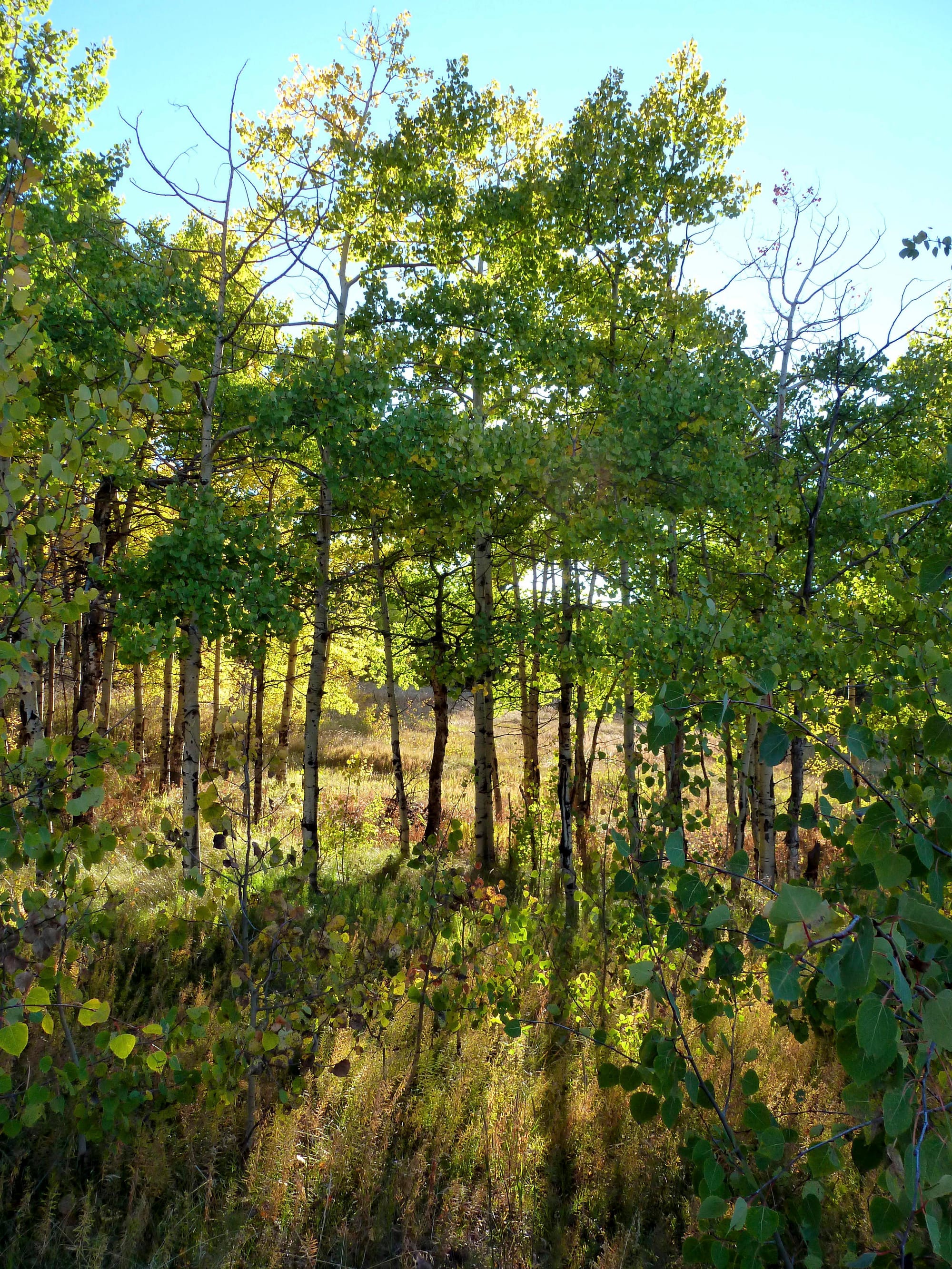 Summer Aspens