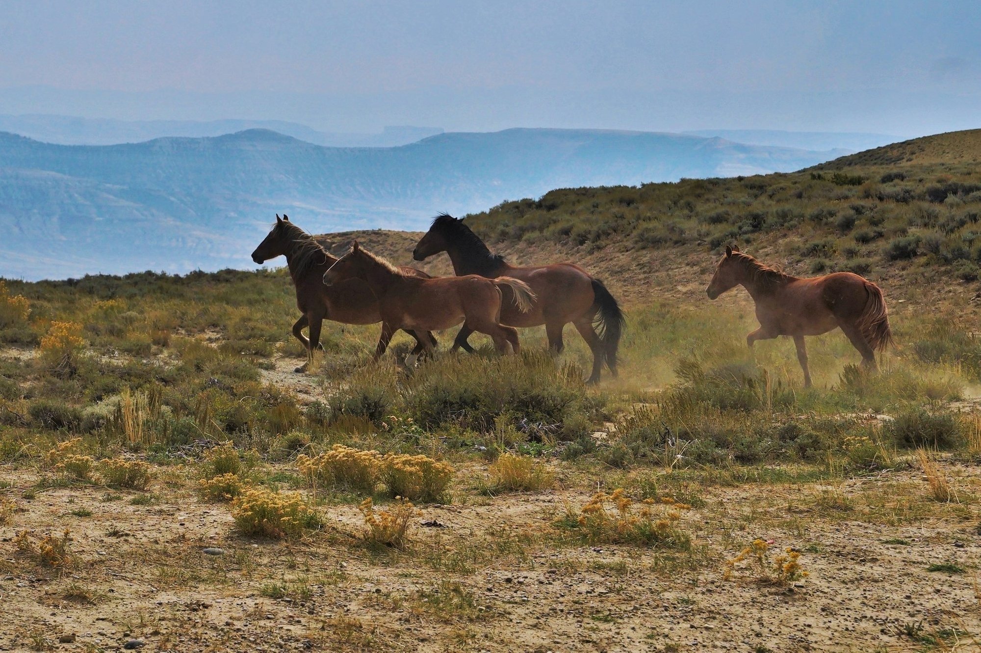 Wild Mustangs on the Ridge