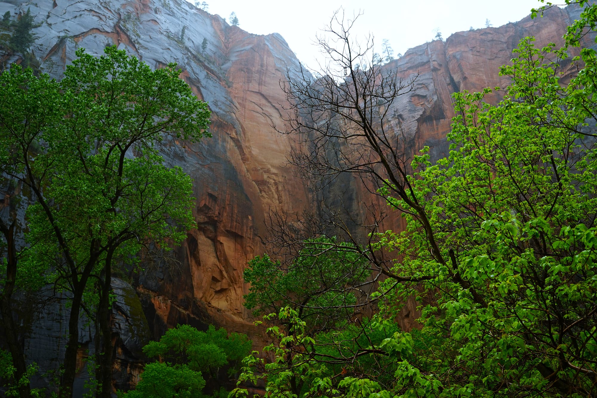 Rock Walls of Zion