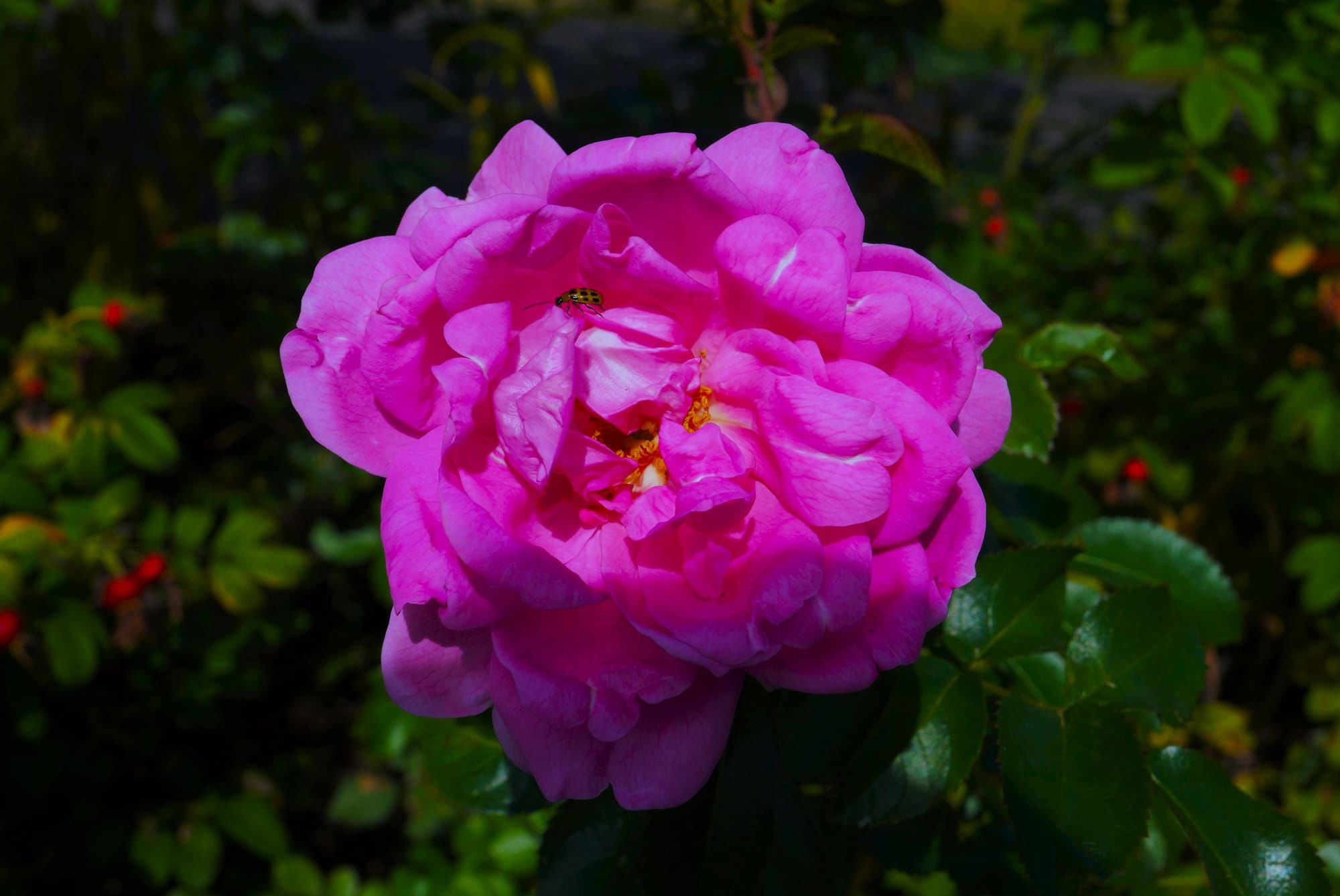 A Lady In Pink