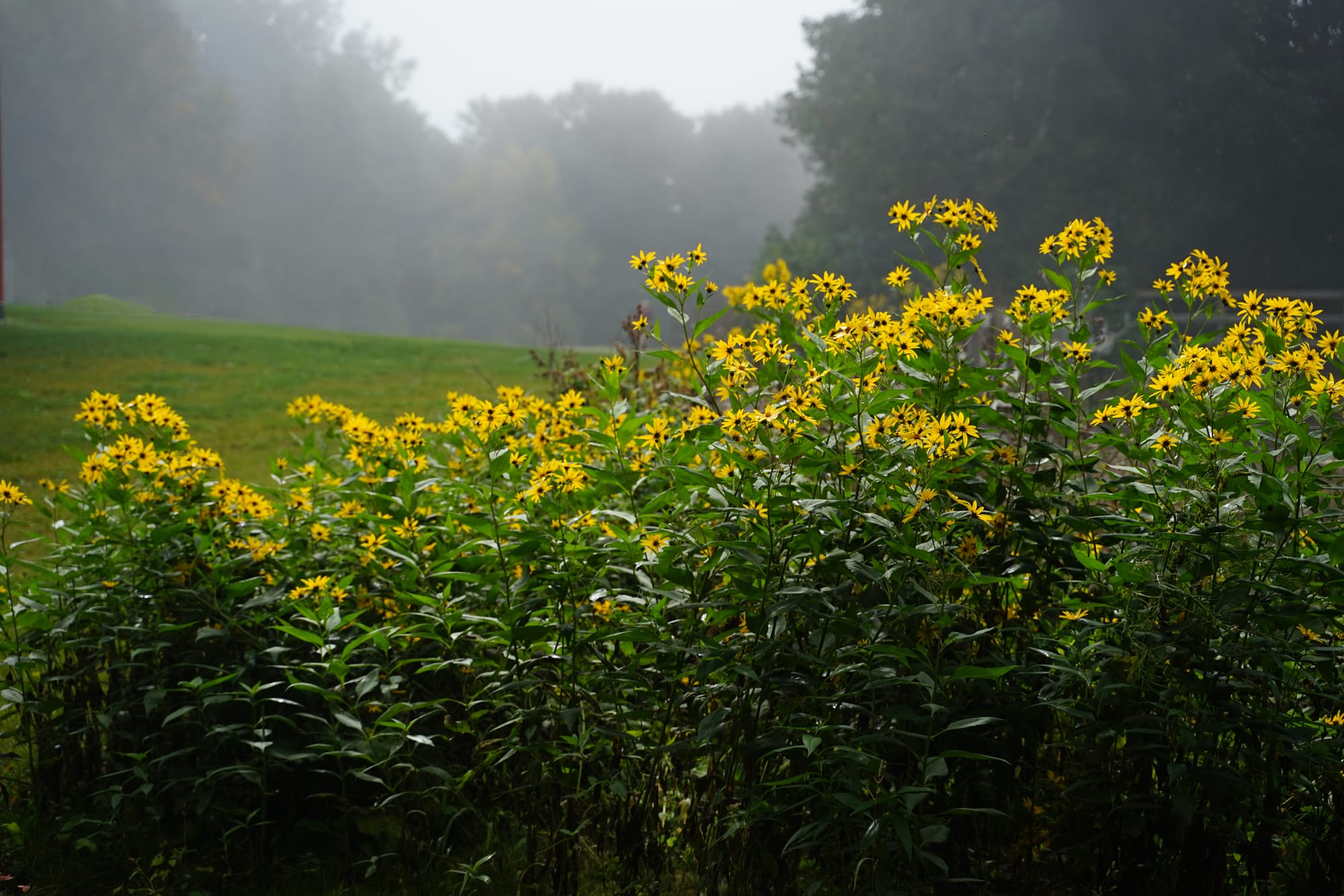 Hazy Daisys