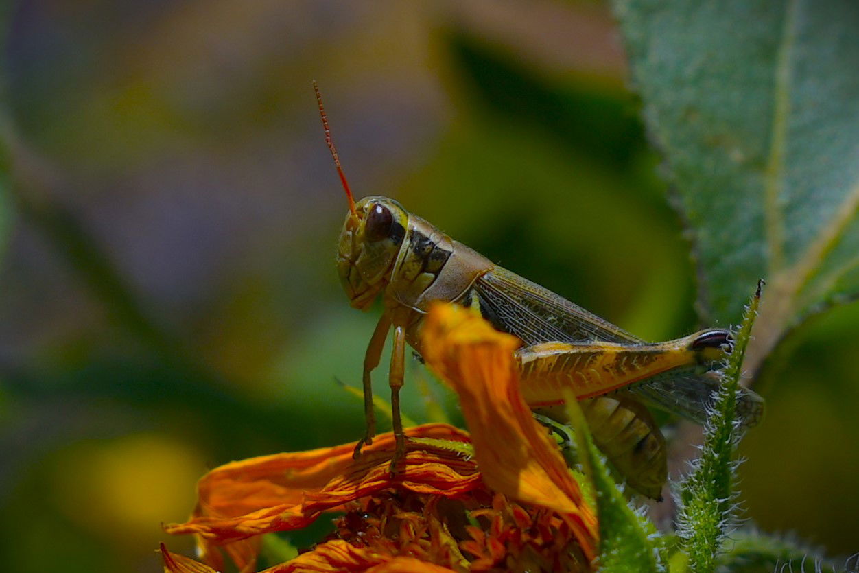 Unicorned Grasshopper