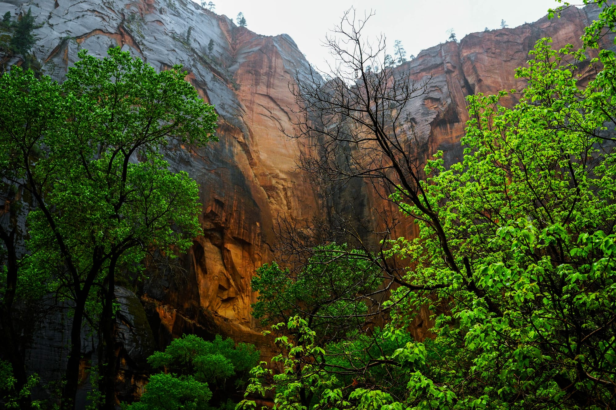 Rock Walls of Zion