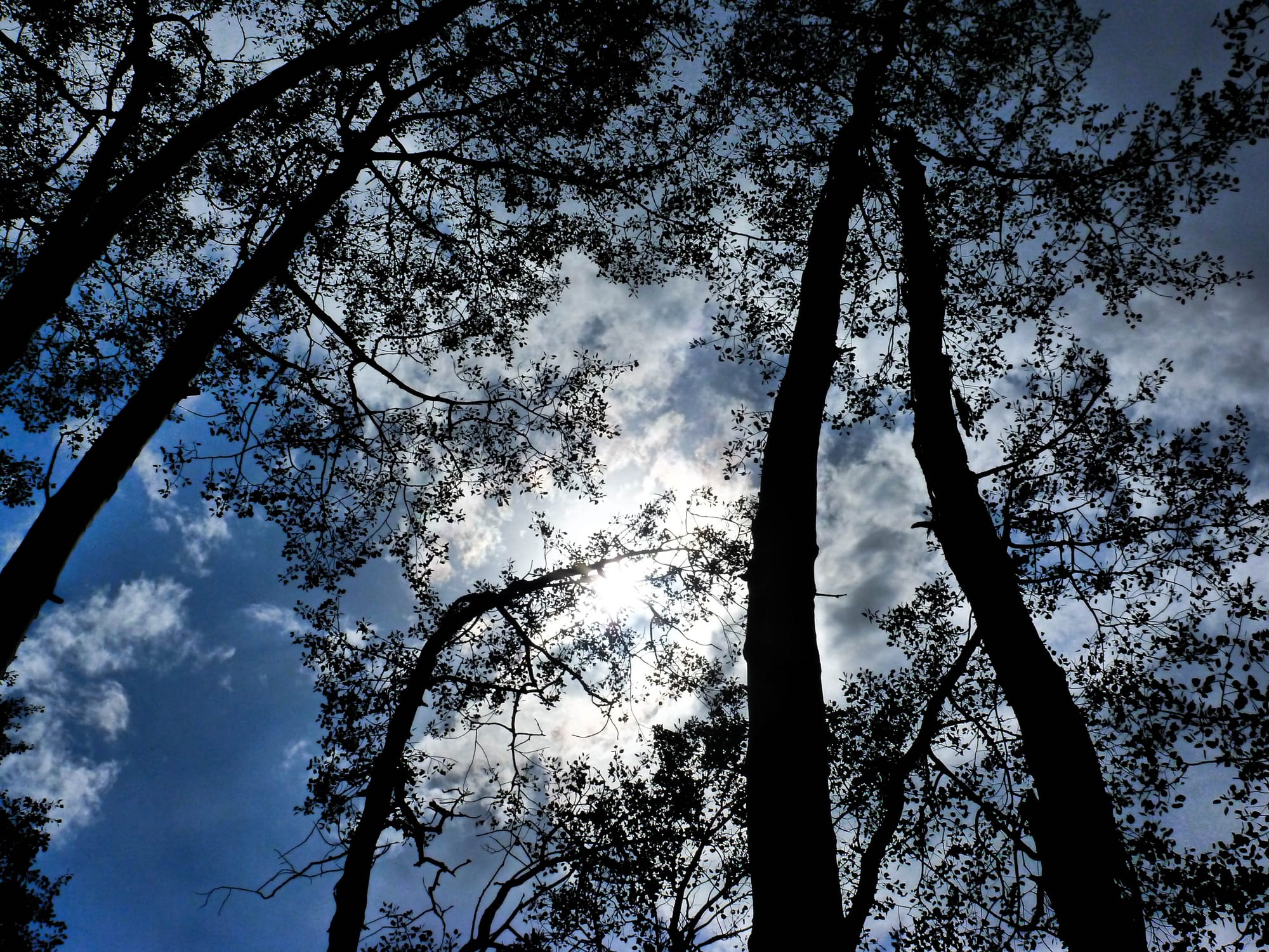 Aspens At Dusk