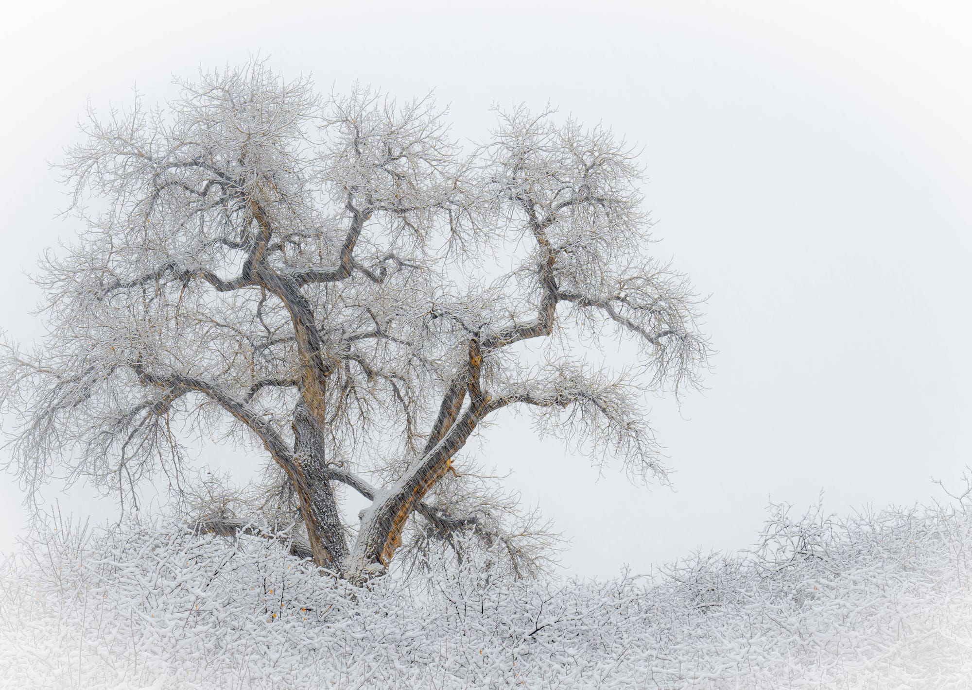 Tree in a Blustery Storm