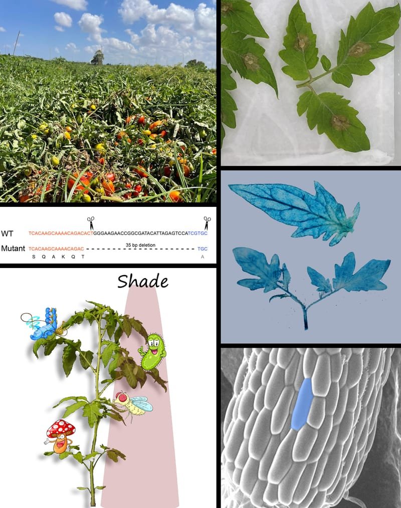 The interaction of plant biotic and abiotic stresses