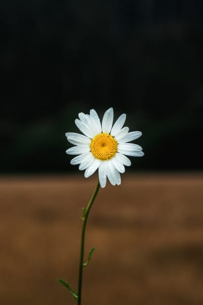 ABOUT CAREGIVERS image